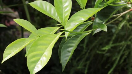 Wall Mural - close up of a leaves in garden