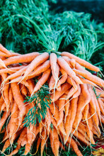 A Bunch Of Fresh, Local, Organic Carrots For Sale At An Outdoors Farmers Market