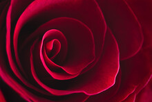 Dark Red Rose Closeup