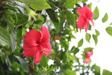 Side View Of Red Hibiscus Flowers Blurred With Bokeh Background