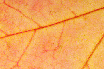 Aufkleber - old yellow leaf. background for design