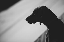 Silhouette Of Coonhound Dog