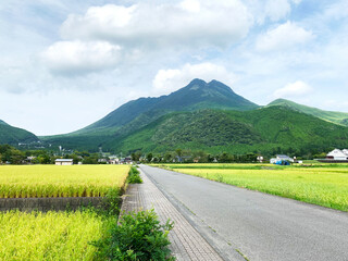 Wall Mural - 由布岳と田んぼが見える田舎の景色、大分県由布院（湯布院）