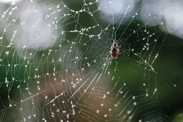 Spider with many small insects caught in web