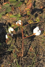 Cotton Balls And Pods On A Cotton Plant In A Farm Field West Of Nickerson Kansas USA Out In The Country.