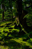 Fototapeta Krajobraz - 木に生える苔