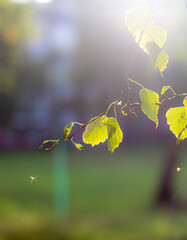 Aufkleber - Yellow and green autumn birch leaves on a twig against the sun