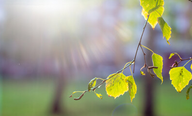 Aufkleber - Yellow and green autumn birch leaves on a twig against the sun