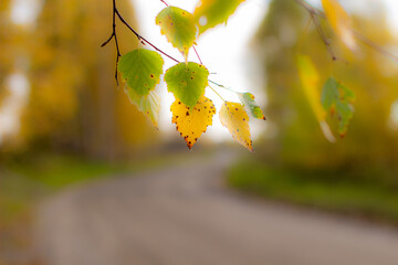 Aufkleber - Yellow and green autumn birch leaves in a beautiful place in nature