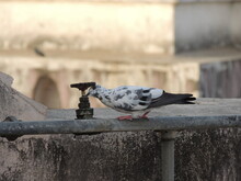 Pigeon Drinking Water