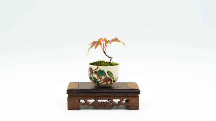 mini japanese maple bonsai tree isolated on a white background.