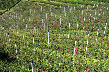 Sticker - Apfelplantage in Südtirol