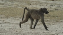 Baboon Walking By