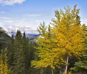 Poster - Colored northern grasses and bushes