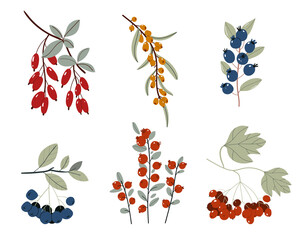 Wall Mural - Collection of design floral elements. Autumn berries. Winter berries and plants. Perfect for template, greeting cards, graphic, poster, stickers. Forest design elements.