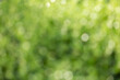 © Keopaserth - Natural green bokeh background, green bokeh abstract