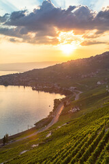 Wall Mural - Vineyards in Lavaux region, Switzerland