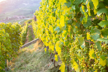 Wall Mural - Vineyards in Lavaux region, Switzerland