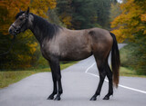 Fototapeta Konie - Horse exterior on autumn road background
