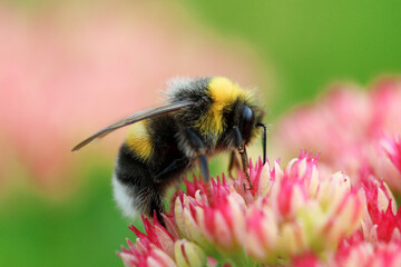 Bright macro shoot of the bumblebee sitting on the colourful flower. High quality photo