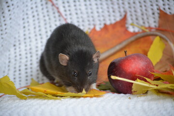 Black autumn rat
