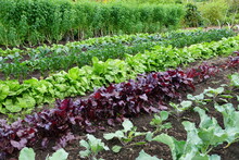 Row Of Organic Vegetable Garden Under The Sun