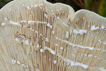 Wall Mural - Lactifluus vellereus  fleecy milk cap