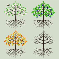 Wall Mural - plum tree in different seasons on a white background.