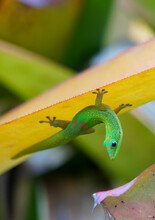 Gold Dust Day Gecko Hanging Upside Down On A Leaf