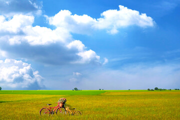 two bicycle in the agriculture jasmine rice field and soft fog in morning blue sky white cloud