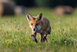 Młody lis rudy Vulpes vulpes skrada się w strone fotografa na zielonej łące, gdzie rosną kolorowe kwiaty