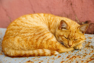 Poster - street red cat sleeps on a city street