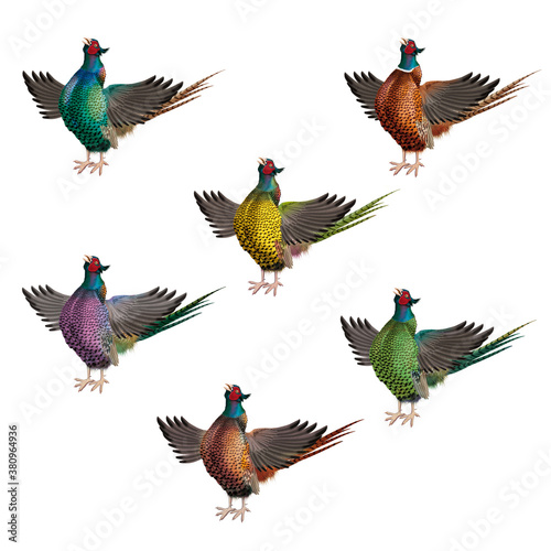 Fotomural coq, faisan, poule, ferme, nature, isolé, ailes, chant, volaille, rouge, bec, oi