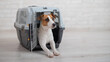 © Михаил Решетников - Dog jack russell terrier inside a travel carrier box for animals