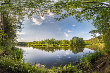 Wall Mural - panorama among the bushes of forest near river or lake