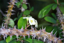 Closeup Shot Of A Tree Branch With Thorns And White Flowers