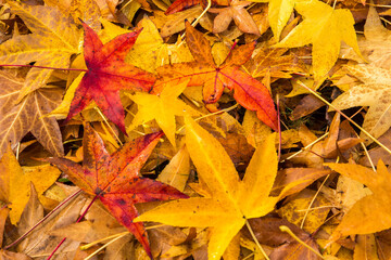 Wall Mural - Colorful maple tree leaves that have recently fallen to the ground.