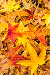 Wall Mural - Colorful maple tree leaves that have recently fallen to the ground.