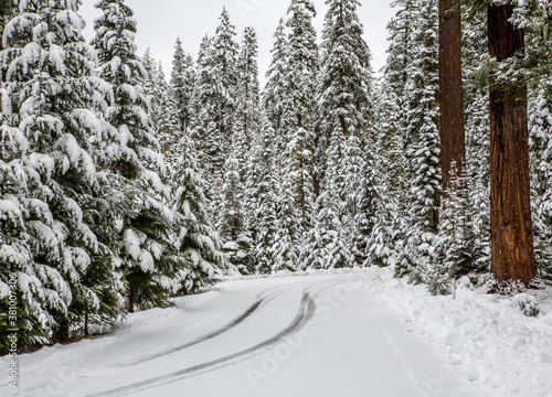 Fotomural A road winds through a forest of Douglas fir trees that are covered with snow fr