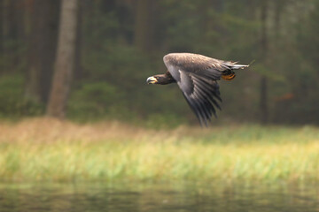 Wall Mural - White-tailed Eagle, Haliaeetus albicilla, fly above the water, with brown grass in background, Poland