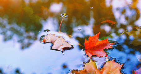 autumn cold rainy day. yellow orange maple leaf floating in lake. vibrant color of fall season of na