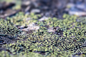 Wall Mural - Natural lichen patterns on a stone surface. Close-up side view. A macro photo of a lichen texture on a rock with shallow depth of field and blurry background. The nature of the Arctic. Polar region.