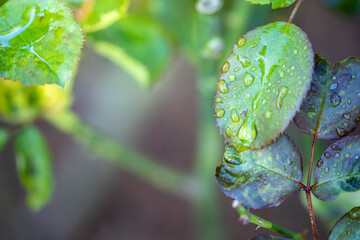 Wall Mural - Close Up green leaf under sunlight in the garden. Natural background with copy space.