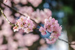 Sakura - Flor de Cerejeiras - Primavera