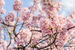 Sakura - Flor de Cerejeiras - Primavera