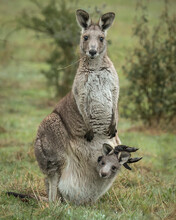 Kangaroo & Joey In Pouch