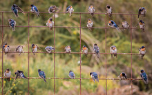 Twitter - Birds On Wire