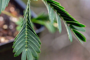 Wall Mural - Macro abstract view of fern-like leaves on a potted Sensitive plant (mimosa pudica) which rapidly close and droop when stimulated by touch or wind. It is also called sleepy plant or touch-me-not.