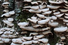 White Parasitic Mushrooms Growing On Bark Of Oak Tree