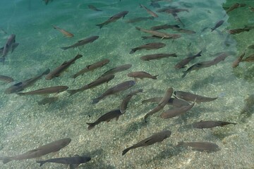 Bunch of  Grass Carp, latin name Ctenopharyngodon idella and Bass fish, latin name Cyprinus carpio in shallow water with gravel bottom during feeding in artificial fishing lake. 